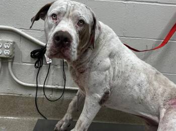 Rescue Mastiff and Mixed Breed Dogs for Adoption in Grand Prairie, Texas - BAMBI | PetCurious