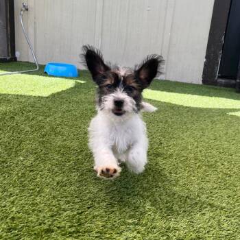 Major 9232 -  Schnauzer and Mixed Breed Dog for Adoption in Loxahatchee Groves, Florida - Major 9232 | PetCurious