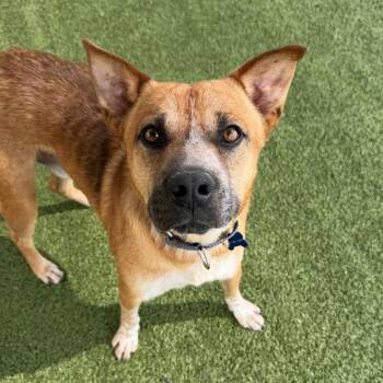 Cattle Dog and Mixed Breed Dogs Available for Adoption in Cody, Wyoming - Bixbie | PetCurious
