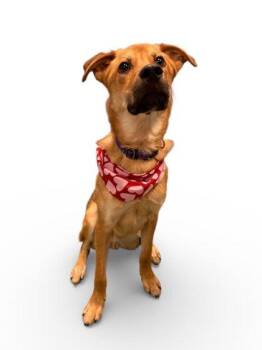 Mixed Breed and German Shepherd Dog Dogs Available for Adoption - Bruno | PetCurious