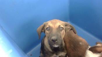 Rescue Mixed Breed Dogs for Adoption in Dallas, Texas - BUTTERCUP | PetCurious