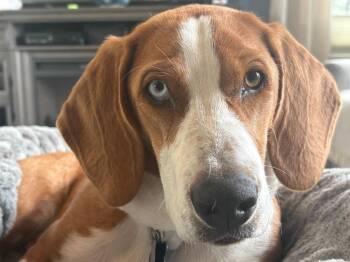 Canelo -  Basset Hound and Beagle Dog for Adoption in Salt Lake City, Utah - Canelo | PetCurious