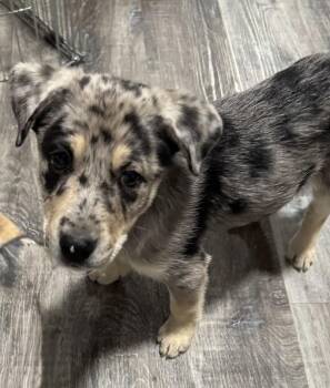 Rescue Catahoula Leopard Dog Dogs for Adoption in Plattsmouth, Nebraska - Whiskey | PetCurious