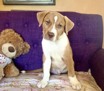 Bam Bam Lonestar -  Terrier Dog for Adoption in Rockaway, New Jersey - Bam Bam Lonestar | PetCurious
