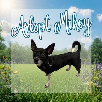 Mikey -  Chihuahua and Rat Terrier Dog for Adoption in Buffalo, New York - Mikey | PetCurious