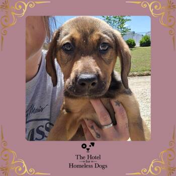 Labrador Retriever and Hound Dogs Available for Adoption in Cumberland, Rhode Island - Dallas | PetCurious