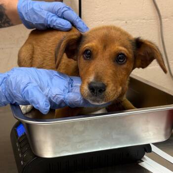 Shepherd Dogs Available for Adoption in Birmingham, Alabama - Mateo | PetCurious