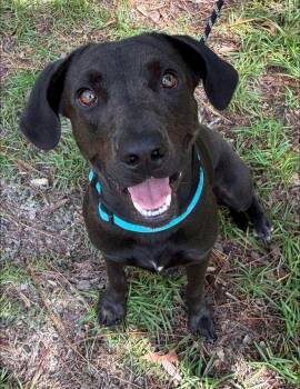Little Girl -  Black Labrador Retriever Dog for Adoption in Inverness, Florida - Little Girl | PetCurious
