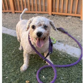 Rescue Poodle Dogs for Adoption in Riverton, Utah - Teetee | PetCurious