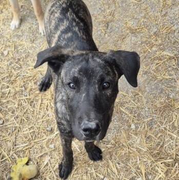 Labrador Retriever and Shepherd Dogs Available for Adoption in Richmond Hill, Ontario - Desi | PetCurious