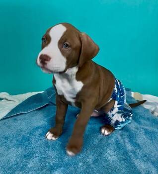 Pit Bull Terrier and Staffordshire Bull Terrier Dogs Available for Adoption in Phoenix, Arizona - Smurf | PetCurious