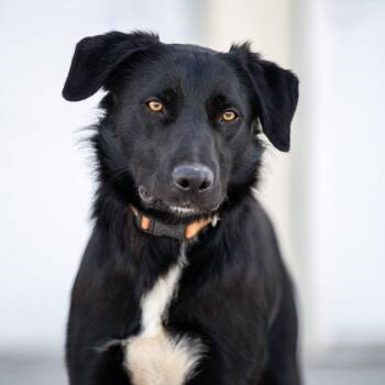 Border Collie Dogs Available for Adoption in Othello, Washington - Bluey | PetCurious