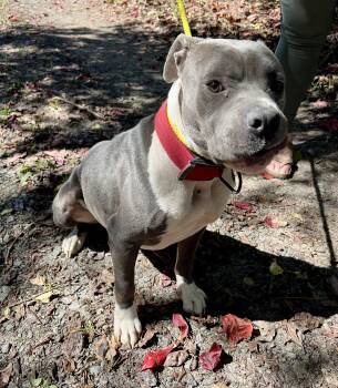 Mabel -  Boxer and Pit Bull Terrier Dog for Adoption in Sparta, North Carolina - Mabel | PetCurious