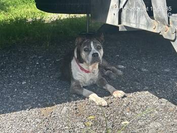 MILDRED -  Pit Bull Terrier and Mixed Breed Dog for Adoption in Ocala, Florida - MILDRED | PetCurious