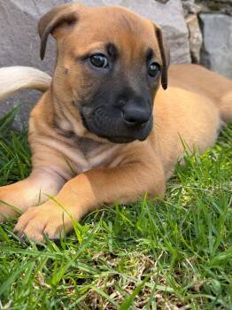 Pixie -  Labrador Retriever and Boxer Dog for Adoption in Rollingwood, Texas - Pixie | PetCurious