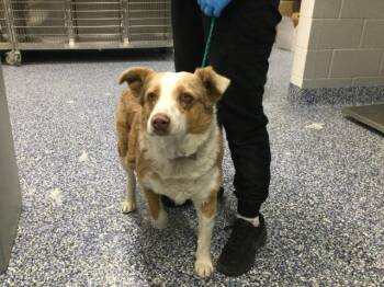 Australian Shepherd Dogs Available for Adoption - MISHA | PetCurious