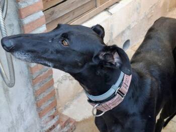 Cloe -  Galgo Spanish Greyhound Dog for Adoption in Winter Park, Florida - Cloe | PetCurious