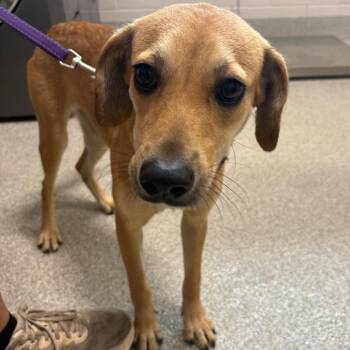 Mixed Breed Dogs Available for Adoption in Englewood, Florida - Mia | PetCurious