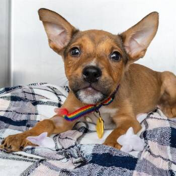 Siberian Husky and Doberman Pinscher Dogs Available for Adoption in St. Louis, Missouri - ADONIS | PetCurious