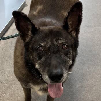 Sofea -  Mixed Breed Dog for Adoption in Las Cruces, New Mexico - Sofea | PetCurious