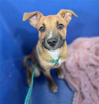 Mixed Breed Dogs Available for Adoption in Dallas, Texas - JAYJAY | PetCurious