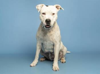 MARI -  Pit Bull Terrier Dog for Adoption in Phoenix, Arizona - MARI | PetCurious
