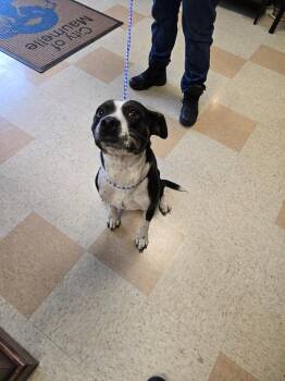 Cynthia -  Cattle Dog Dog for Adoption in Maumelle, Arkansas - Cynthia | PetCurious