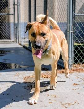 26-69 -  Anatolian Shepherd Dog for Adoption in Ridgecrest, California - 26-69 | PetCurious