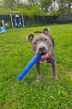American Bulldog Dogs Available for Adoption in Cranston, Rhode Island - Luna Rae | PetCurious