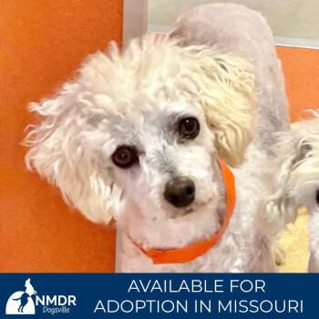 Bichon Frise Dogs Available for Adoption - Winter - Missouri (F26-08) | PetCurious