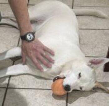 Goldie FKA Sandstone -  Mixed Breed Dog for Adoption in West Chester, Pennsylvania - Goldie FKA Sandstone | PetCurious