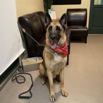 Sharky -  German Shepherd Dog Dog for Adoption in Pasadena, California - Sharky | PetCurious