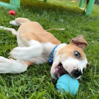 Rodeo -  Pit Bull Terrier and Mixed Breed Dog for Adoption in Newberg, Oregon - Rodeo | PetCurious
