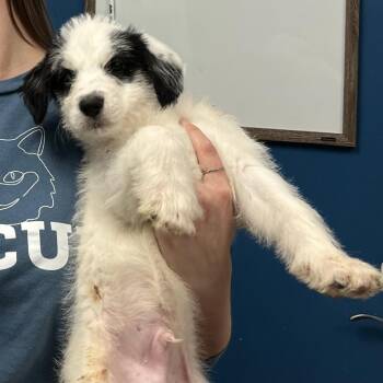 Great Pyrenees and Mixed Breed Dogs Available for Adoption - Shane | PetCurious