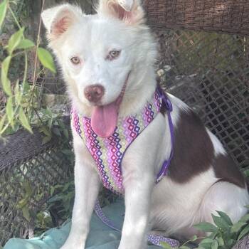 Milkshake (Benefactor dog) -  Australian Shepherd and Mixed Breed Dog for Adoption in New Orleans, Louisiana - Milkshake (Benefactor Dog) | PetCurious