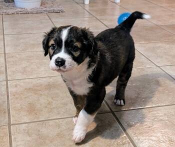 Rescue Australian Cattle Dog Blue Heeler and Mixed Breed Dogs for Adoption in Richardson, Texas - Betsy | PetCurious