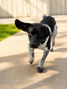 Dachshund and Australian Cattle Dog Blue Heeler Dogs Available for Adoption in Baton Rouge, Louisiana - Petey  | PetCurious