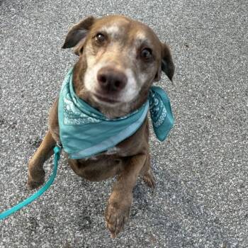 Gabby -  Mixed Breed Dog for Adoption in Canal Winchester, Ohio - Gabby | PetCurious