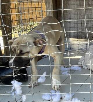 CHANCE -  Mixed Breed Dog Available for Adoption in Palmetto, Florida - CHANCE | PetCurious