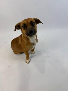 Dolly Parton -  Dachshund and Basset Hound Dog for Adoption in Alvin, Texas - Dolly Parton | PetCurious