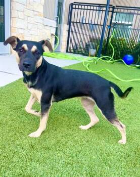 Rescue German Shepherd Dog and Rottweiler Dogs for Adoption in Baytown, Texas - REYNA | PetCurious