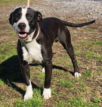 American Bulldog Dogs Available for Adoption - 260291  Junior | PetCurious