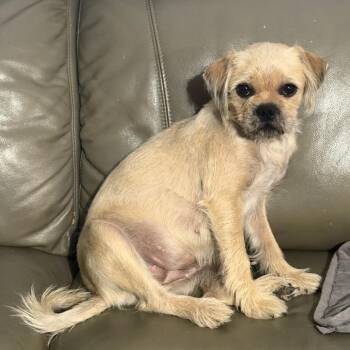 Gummy Bear -  Brussels Griffon and Mixed Breed Dog for Adoption in Brownsboro, Alabama - Gummy Bear | PetCurious