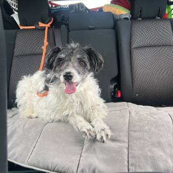 Rescue Poodle and Mixed Breed Dogs for Adoption in San Francisco, California - Dudley | PetCurious