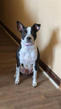 Australian Cattle Dog Blue Heeler Dogs Available for Adoption - Tequila | PetCurious