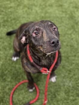 Leopard -  Terrier and Mixed Breed Dog for Adoption in Conway, South Carolina - Leopard | PetCurious