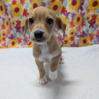 Rescue Beagle and Chihuahua Dogs for Adoption in Chico, California - MARLOW | PetCurious