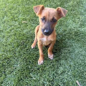 Mini -  Shepherd and Terrier Dog for Adoption in Escondido, California - Mini | PetCurious