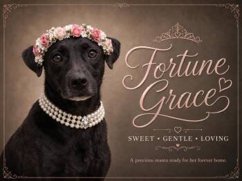 Fortune Grace -  Black Labrador Retriever Dog for Adoption in Farmington, Missouri - Fortune Grace | PetCurious
