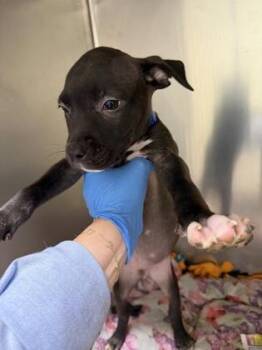 Stormy -  Pit Bull Terrier and Mixed Breed Dog for Adoption in Westland, Michigan - Stormy | PetCurious